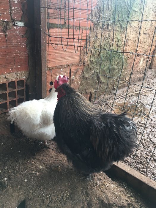 Galo Pekin adulto €15