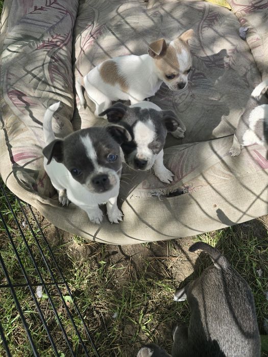 Chihuahua niebieskooka ,maleńkasunia