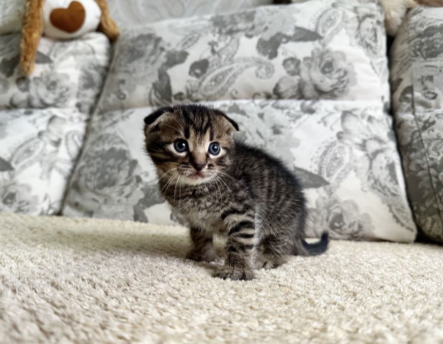 Вислоухий бурундучёк