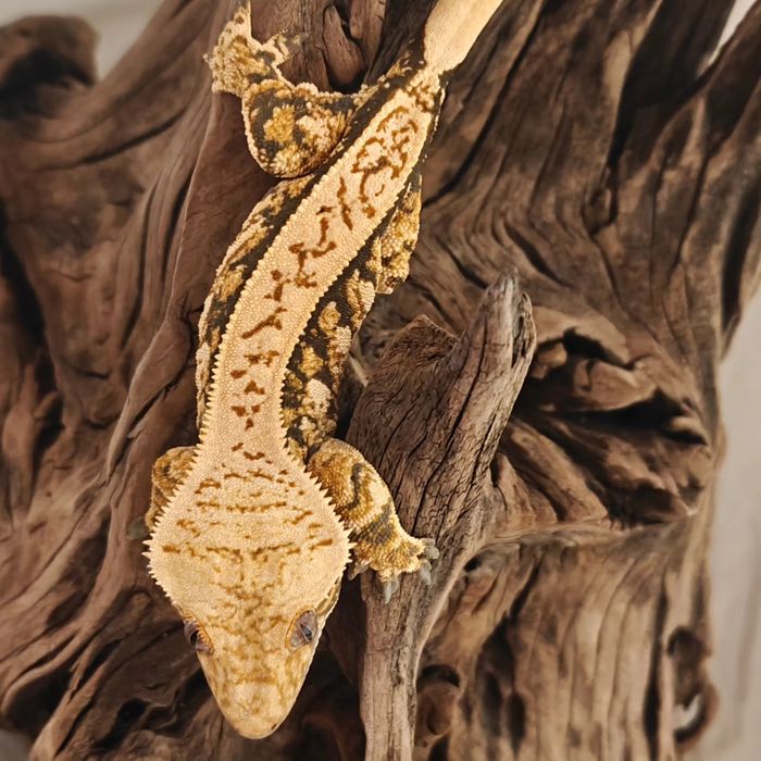 Gekon orzęsiony samica