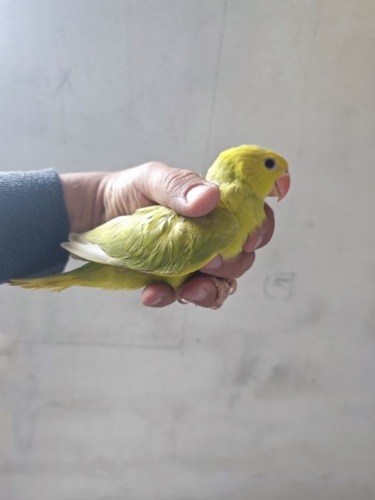 Ring Neck (psittacula krameri)