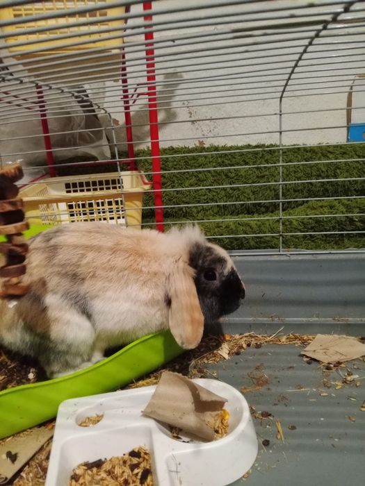 Mini Coelho holand pop