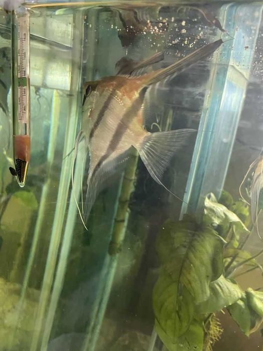 Peixes troncos plantas