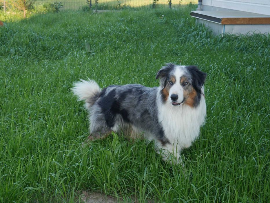 Border Collie piesek tri color