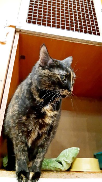 Ласковое счастье кошечка Плямка