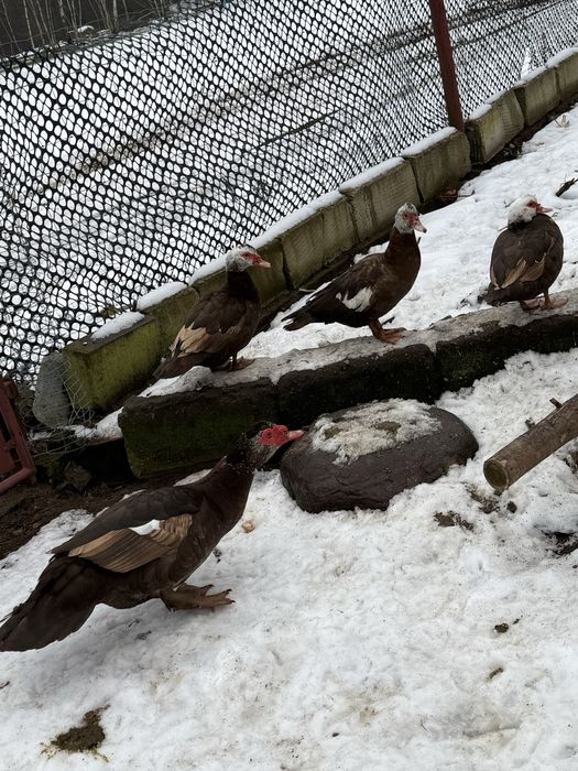 Kaczki piżmowe samce samice rozpłód