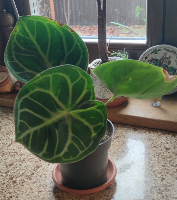 Антуріум Сільвер Блаш (Anthurium Crystallinum Silver Blush)