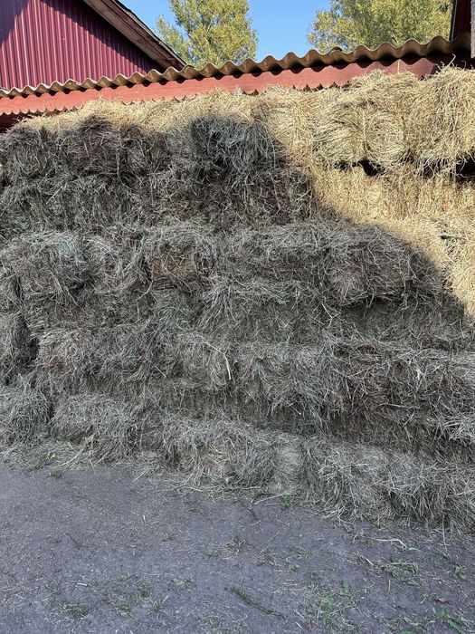 Продам тюки сіна