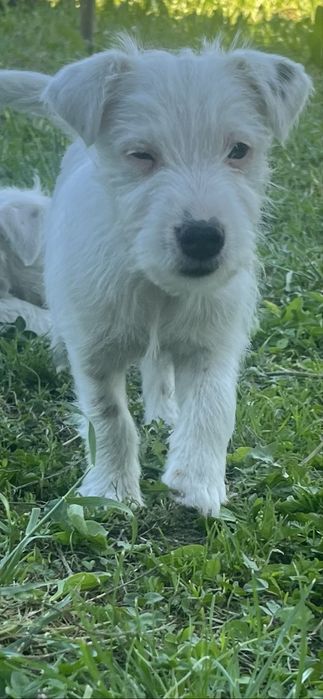 Szczeniak - Parson Russell Terrier