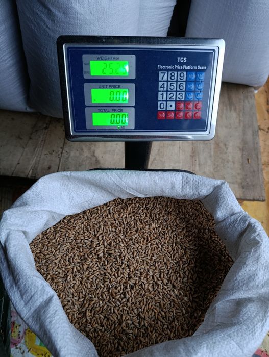 Sprzedam pszenżyto workowane