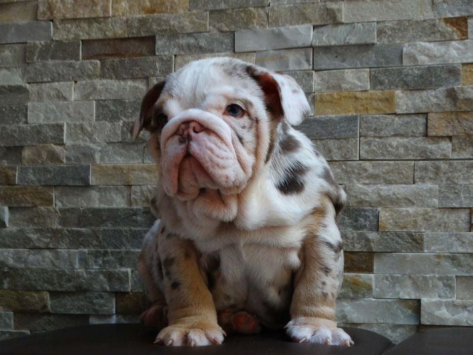 Buldog angielski czekoladowy TRI merle