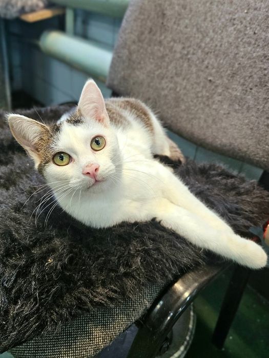 Towarzyski kocurek Taco szuka domu