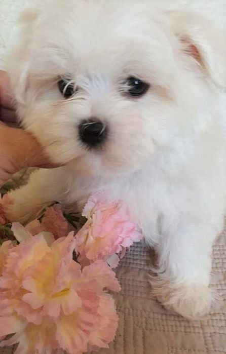 Maltańczyk *Mini* Piesek Metryka, Chip.