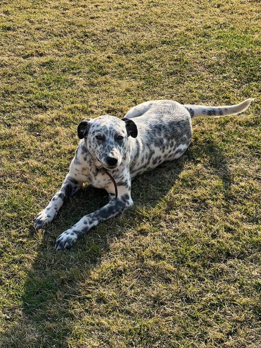 далматинець (дівчинка) шукає хорошу сімю