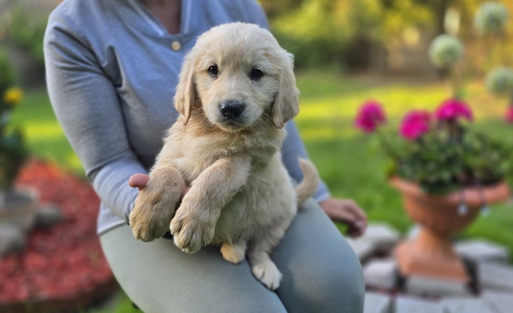 Golden retriever szczeniak