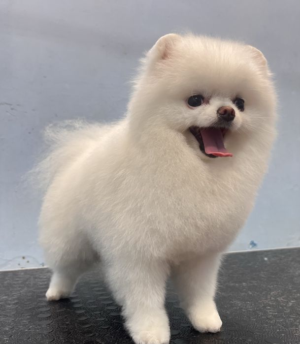 Грумінг .Холодна гора