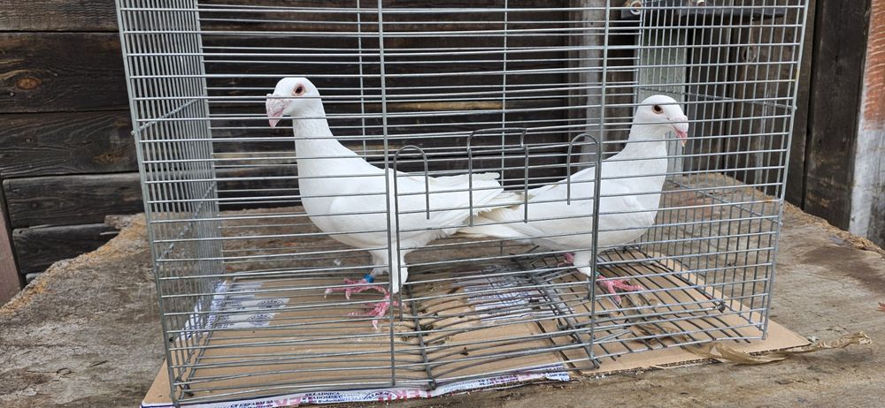 Gołębie rzeszowskie