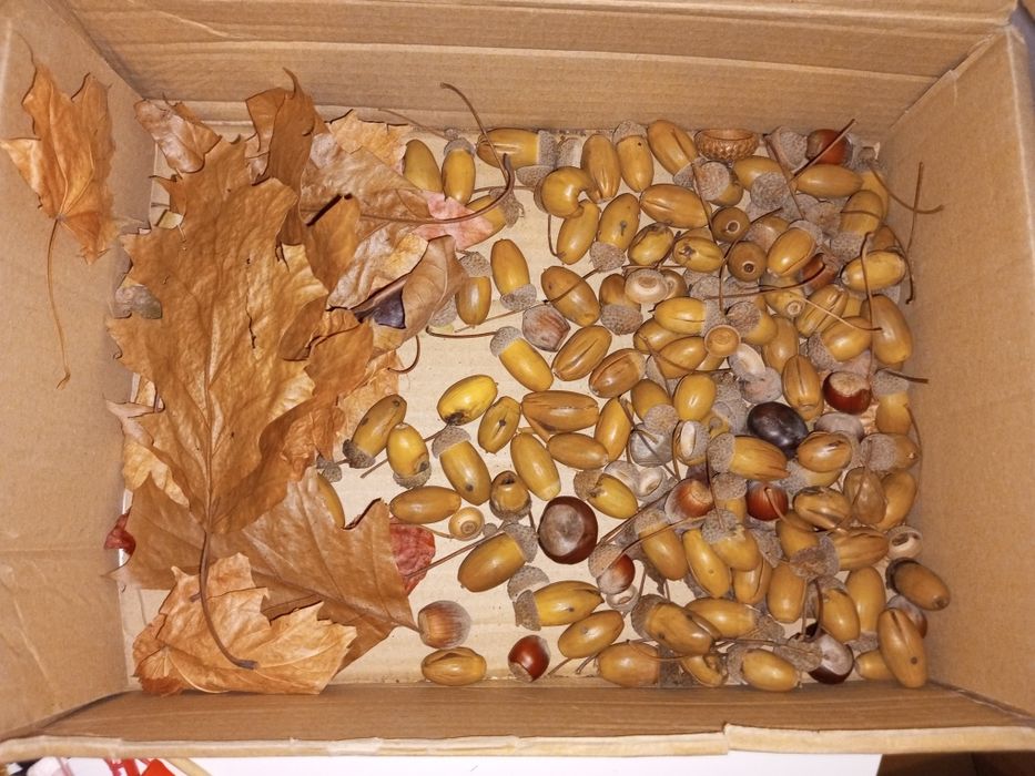 Жолуді для поробок