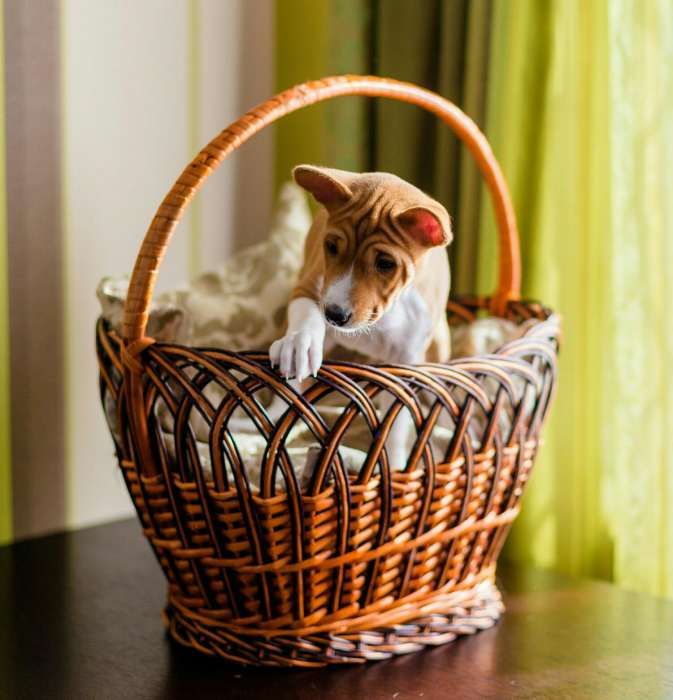 Щенки басенджи - Питомник Dream Of Congo (FCI-UKU)