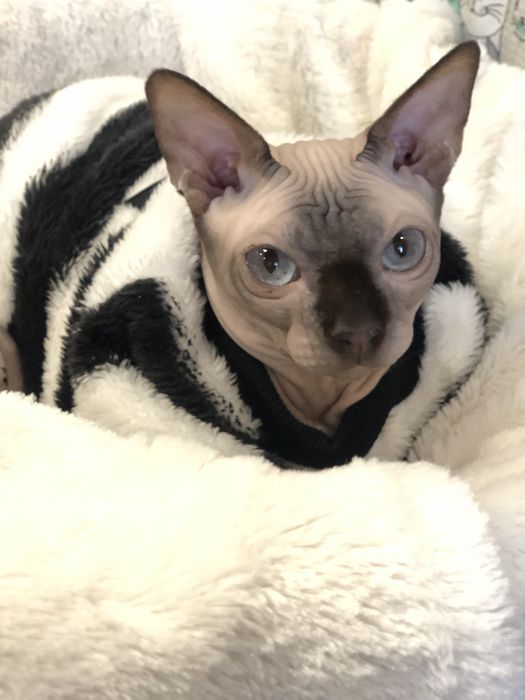 Сфинкс голубоглазая девочка