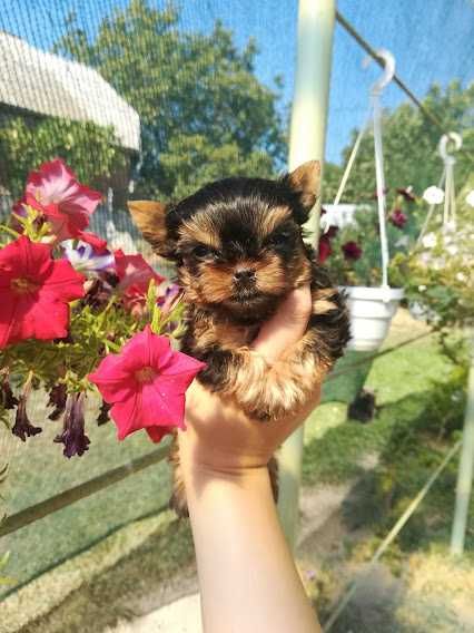 Маленький комік для великої родини!