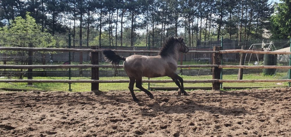 Konik Polski Ogier Dementor