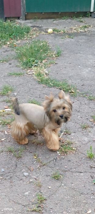 Веселий хлопчик йорка Жорік