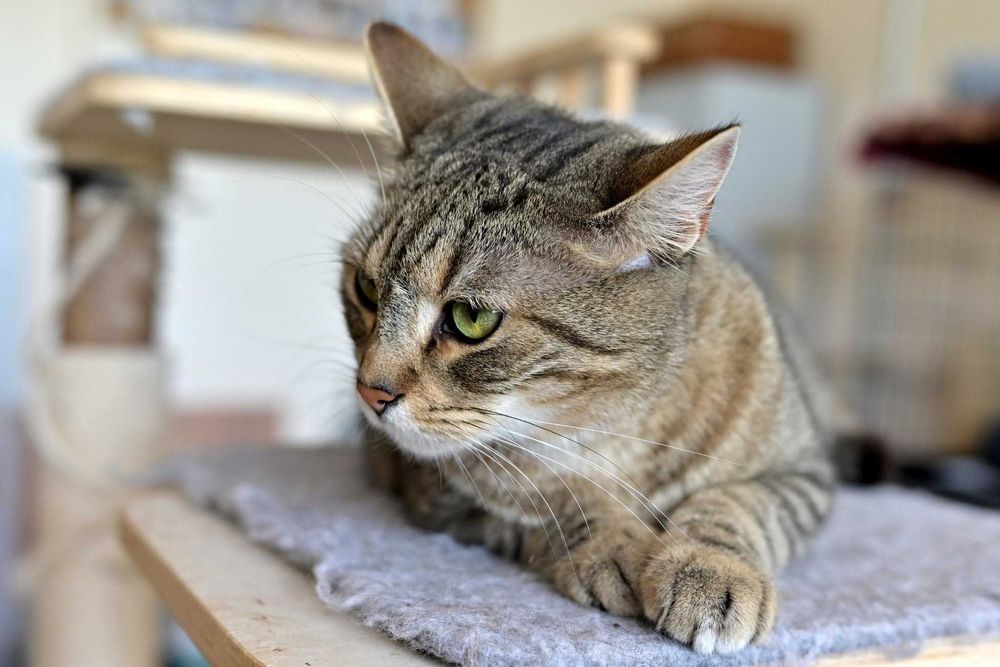 Misio spokojny burasek szuka cichego i kochającego domu