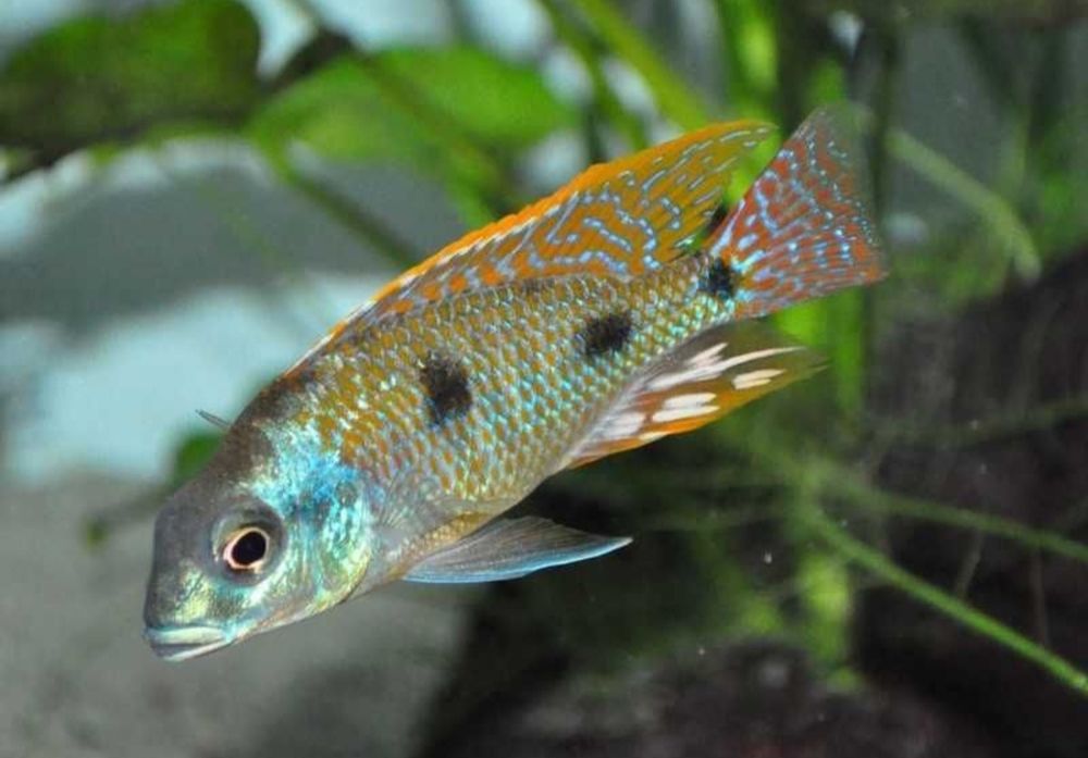 Othoparinx tetraestigma