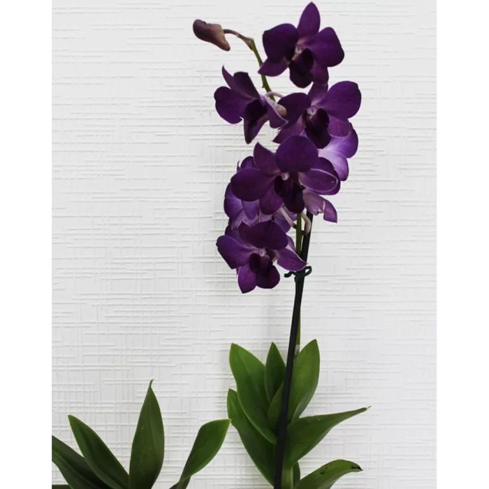 Дендрофаленопсис Эмма орхидея