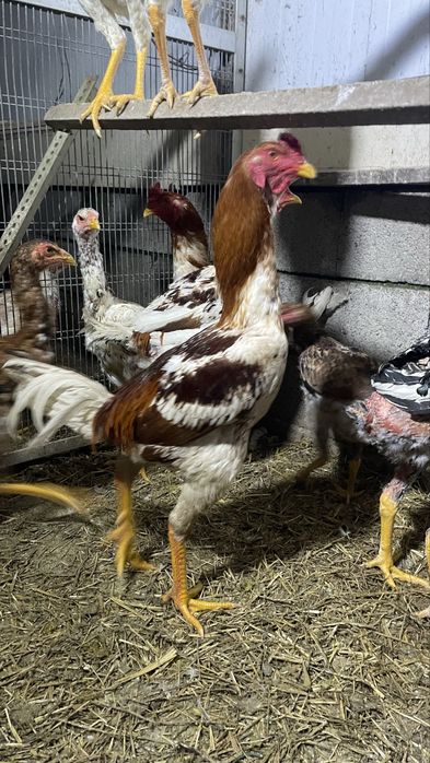 Galinhas indio gigante