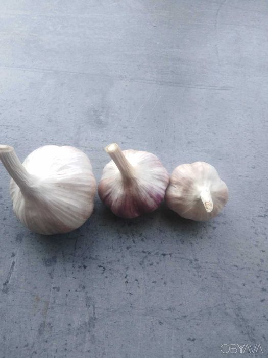 Так, часник сорту Любаша, вирощений у домашніх умовах, калібрований