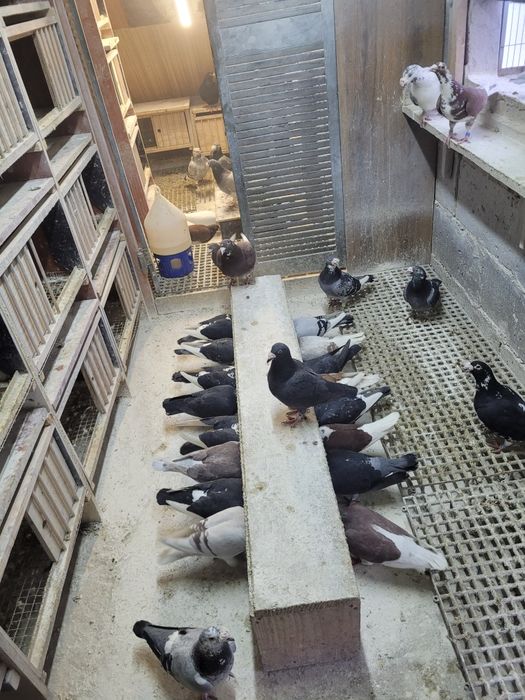 Gołębie staropolskie