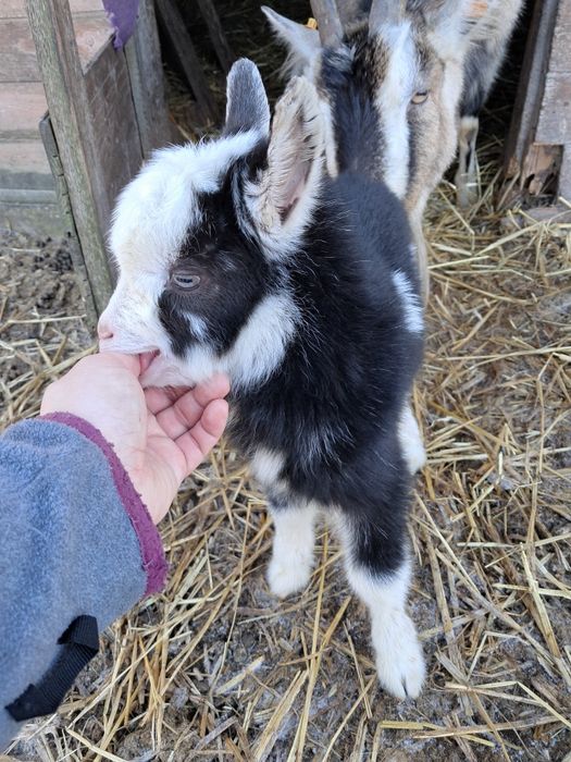 Zamienię małe koziołki na drób lub króliki