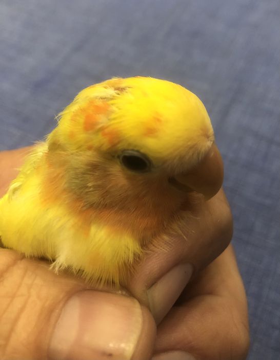 Roseicollis para troca