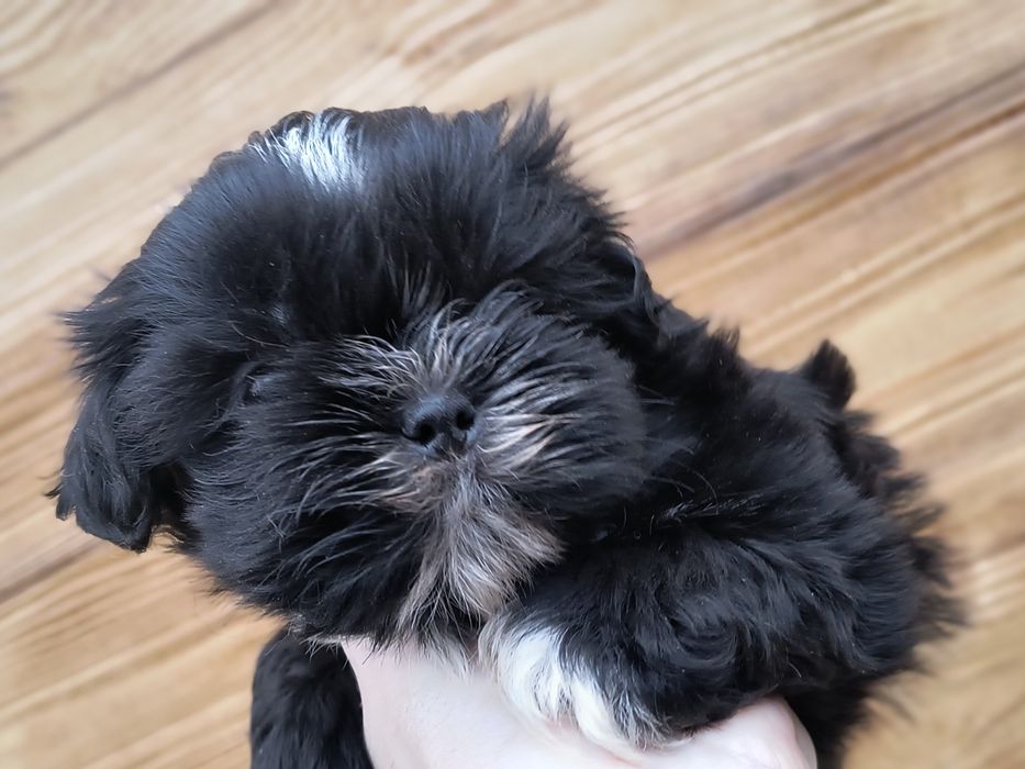 Shihtzu urocze szczenię