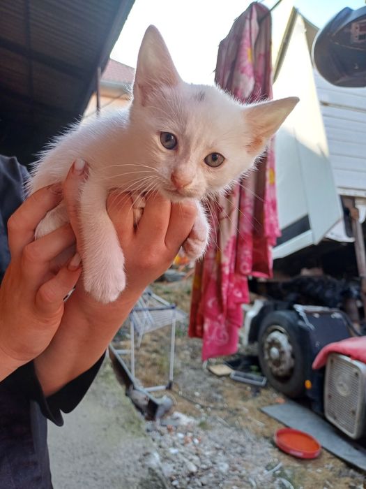 Віддам кошенят у добру люблячу сім'ю