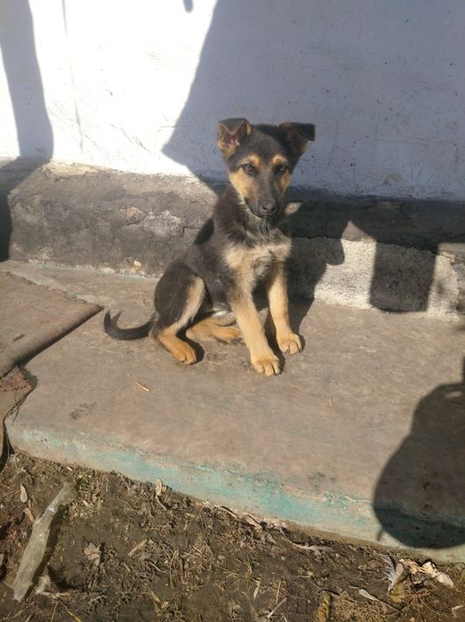 Залишилось один хлопчик і дві дівчинки