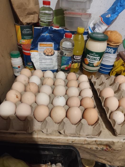 Jaja od kur z wolnego chowu
