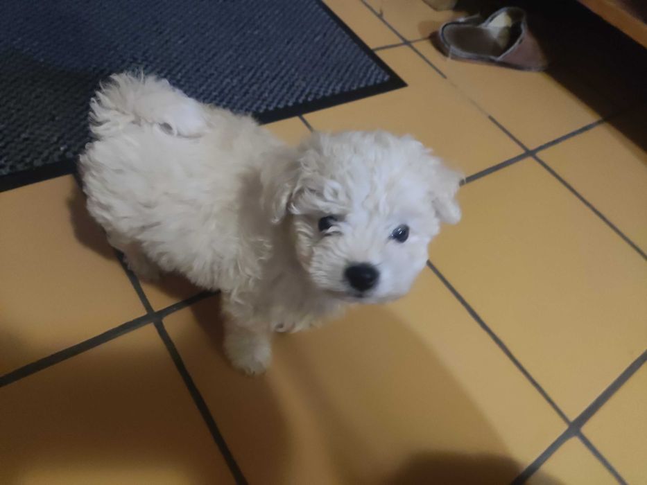 Śliczny bishon frise