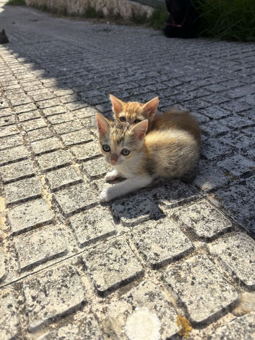 Gatinhos com 2 meses para adocao