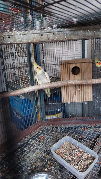 Casal caturras adulto