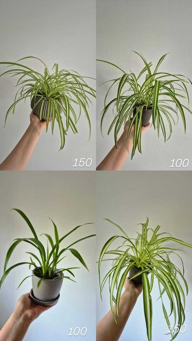 Монстера, товстянка, хлорофітум, епіпремнум