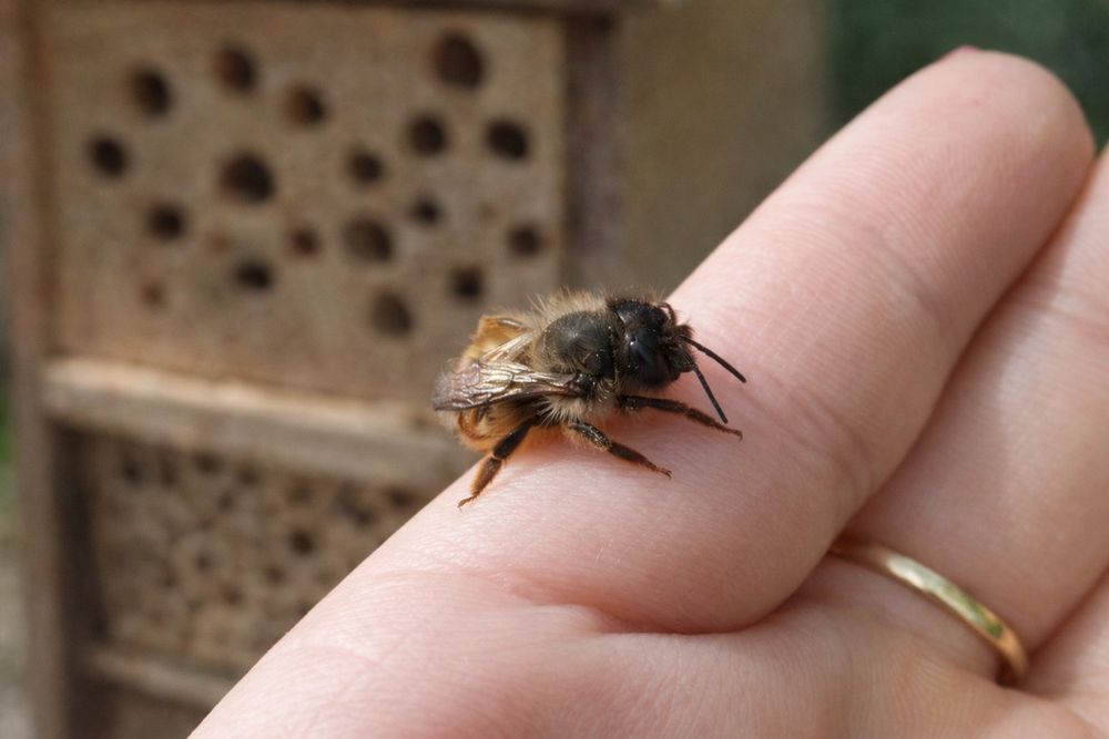 Kokony Pszczoła murarka