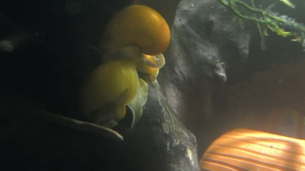 Равлики в акваріум ампулярії