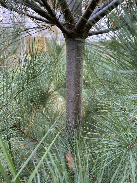 Сосна веймутова, саджанці