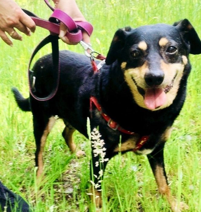 Ramzes prosi o szansę ...