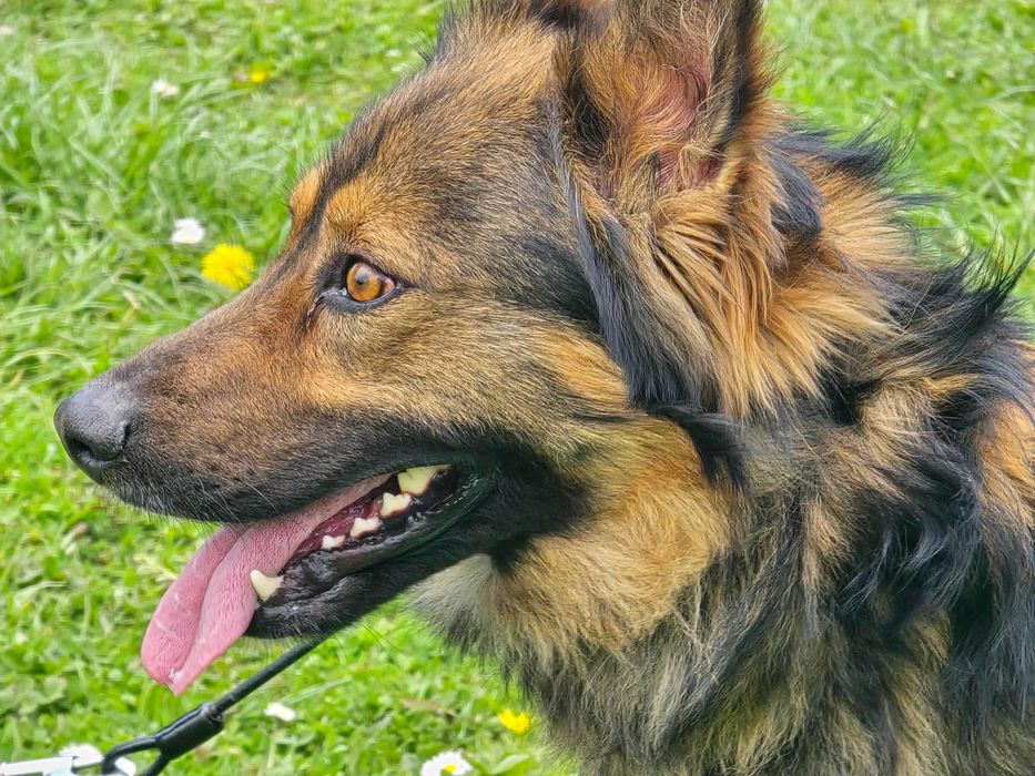 Daster - piesek szuka domu