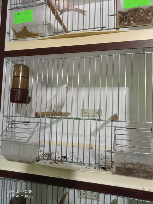 kanarki Zory biale,czerwone i czerwone mozaiki,