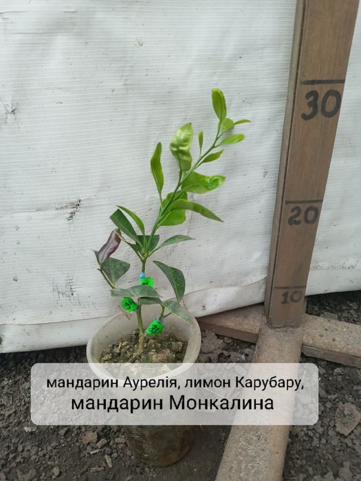 Дерево сад на 3 вида цитрус